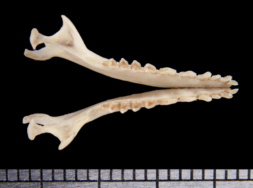 lower_dorsal6242