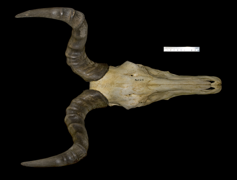 Euteleostomi