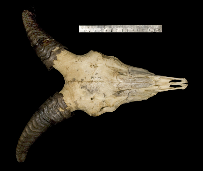 Craniata