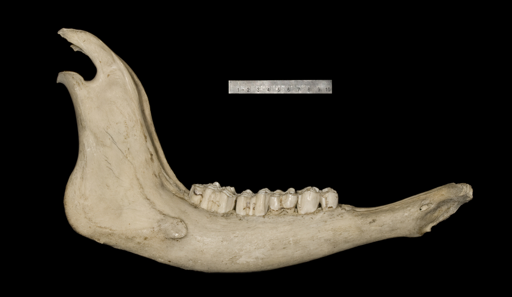 lower_lateral