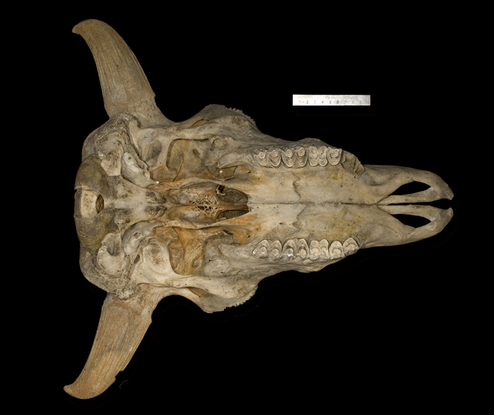 Craniata