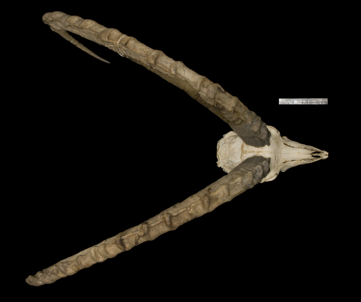 Vertebrata