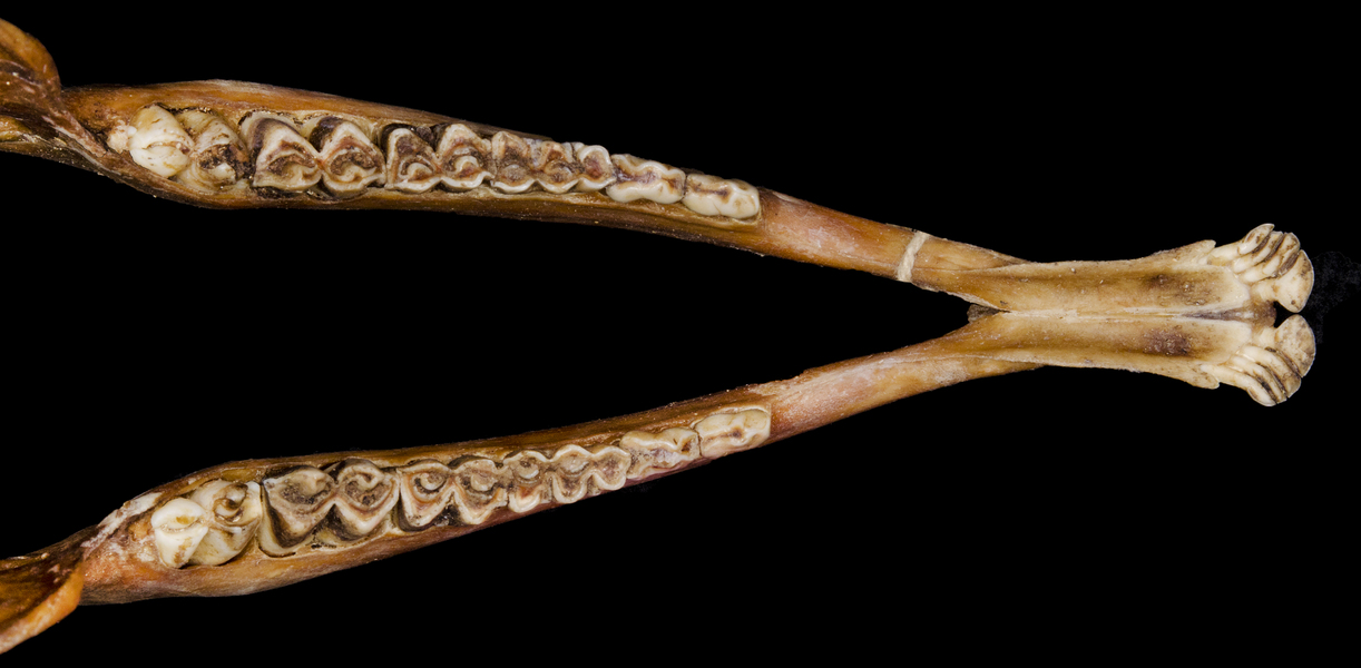 Cephalophus callipygus
