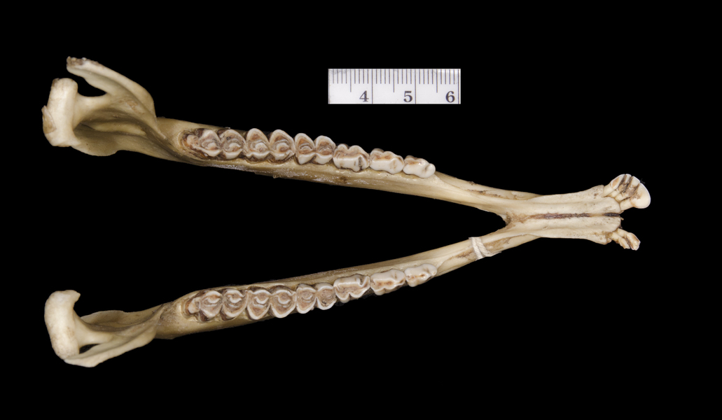 Vertebrata