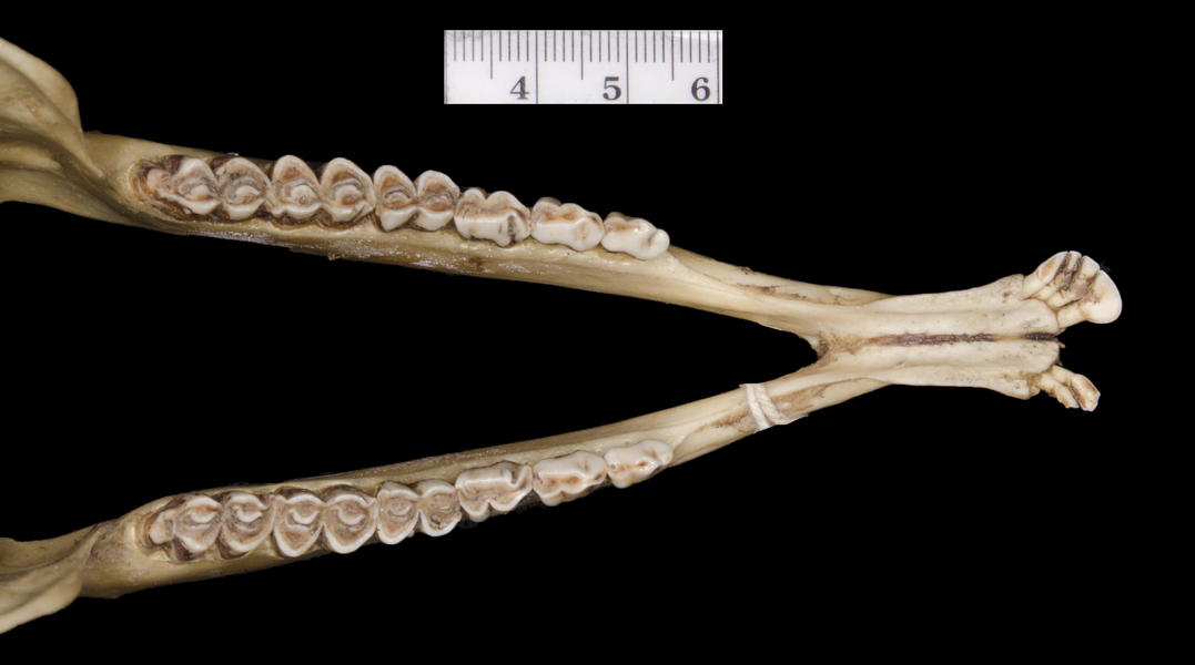 Craniata