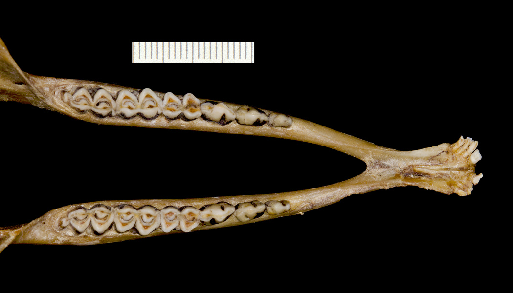 Deuterostomia