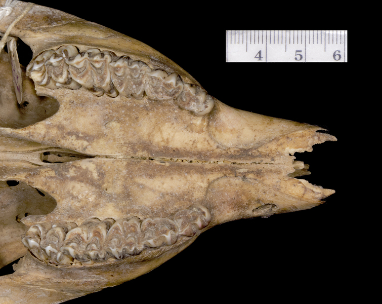 Craniata