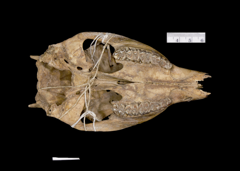 Craniata