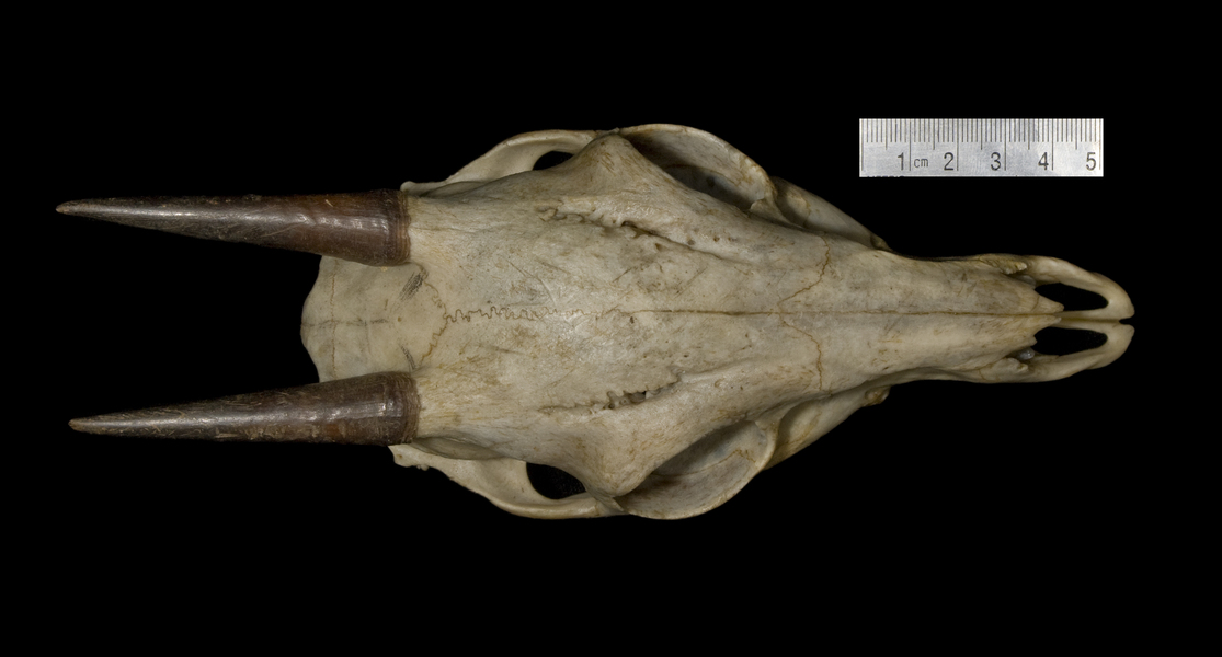 Craniata