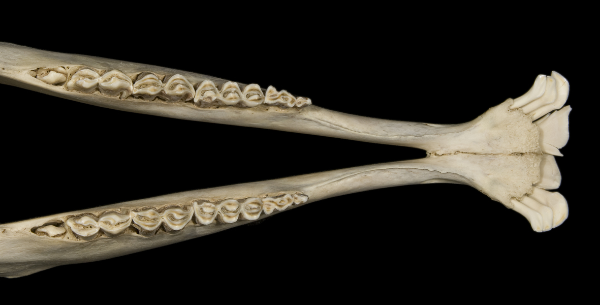 Euteleostomi