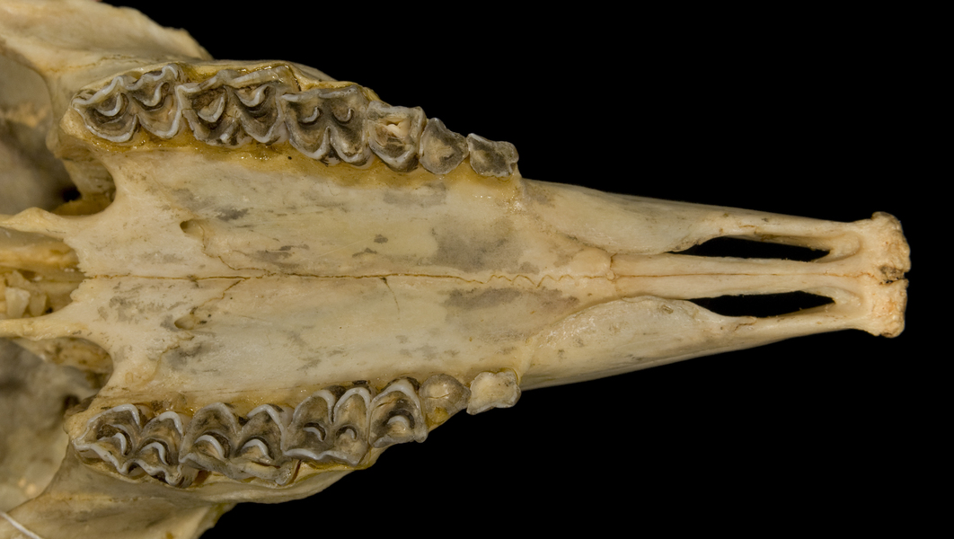 Vertebrata