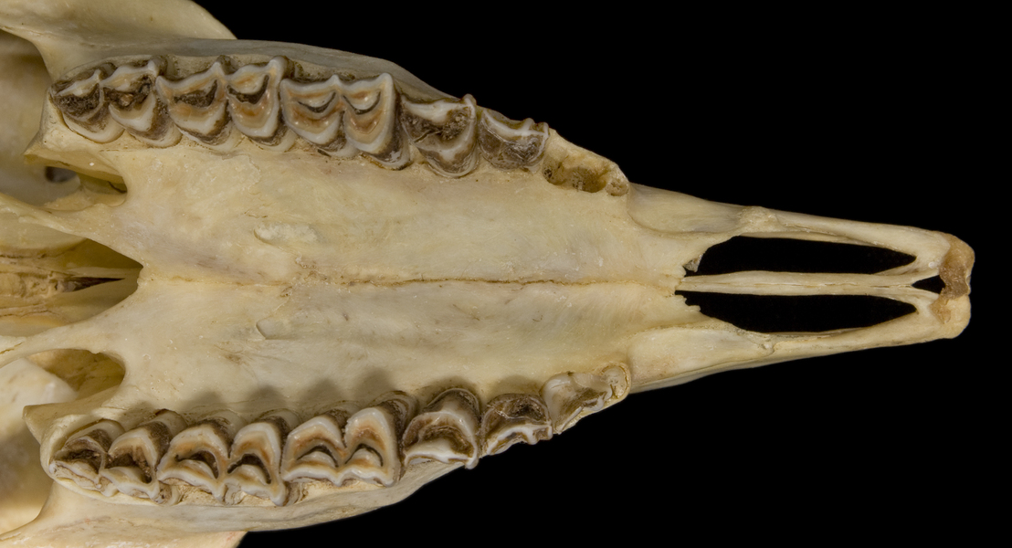 Vertebrata