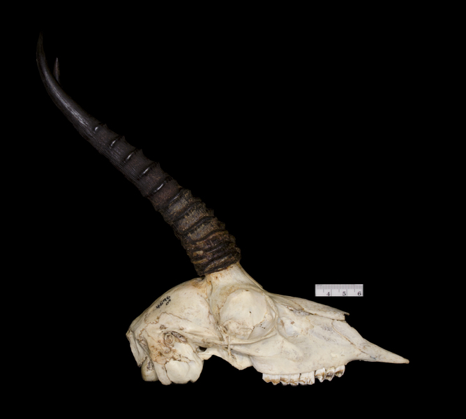 Craniata