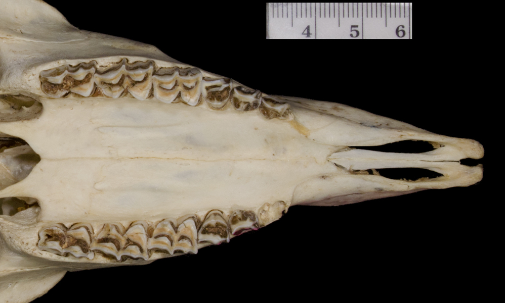 Craniata