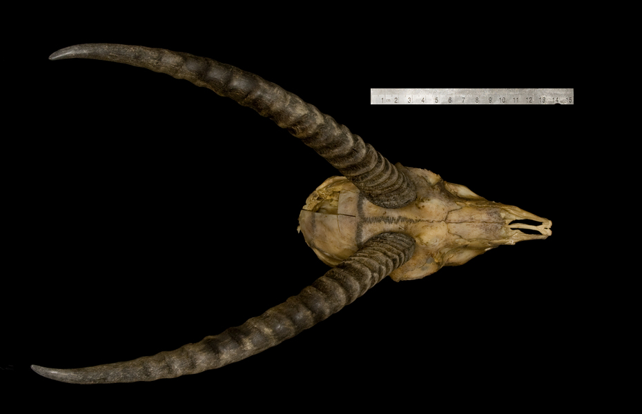 Vertebrata