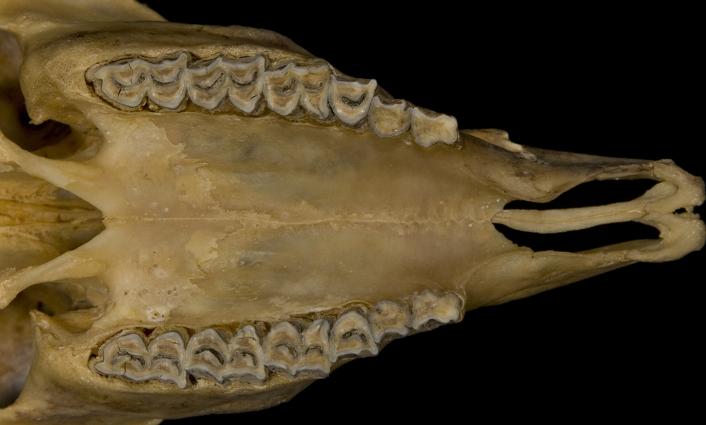 Vertebrata