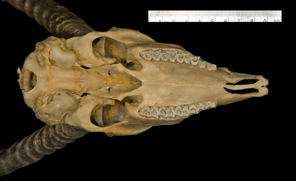 Euteleostomi