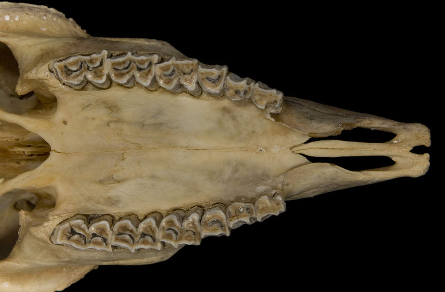 Vertebrata