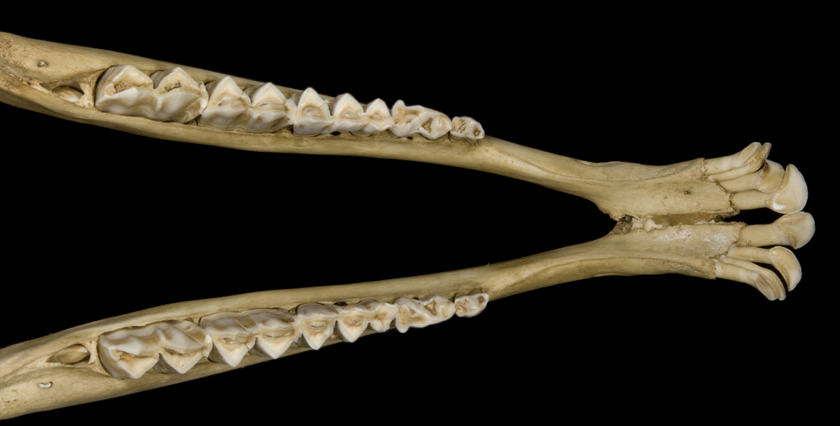 Euteleostomi