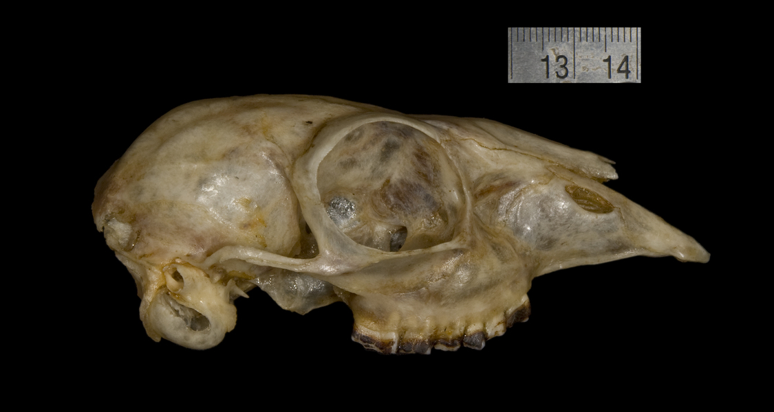 Craniata