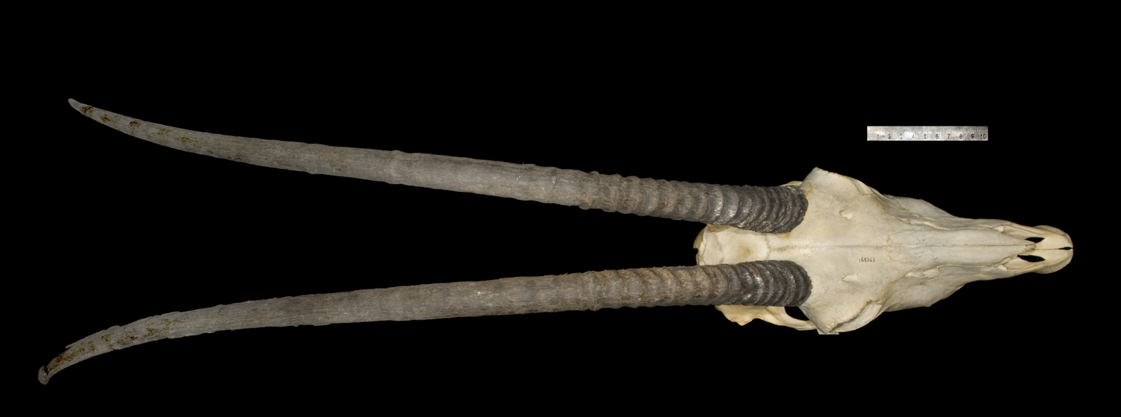 Euteleostomi