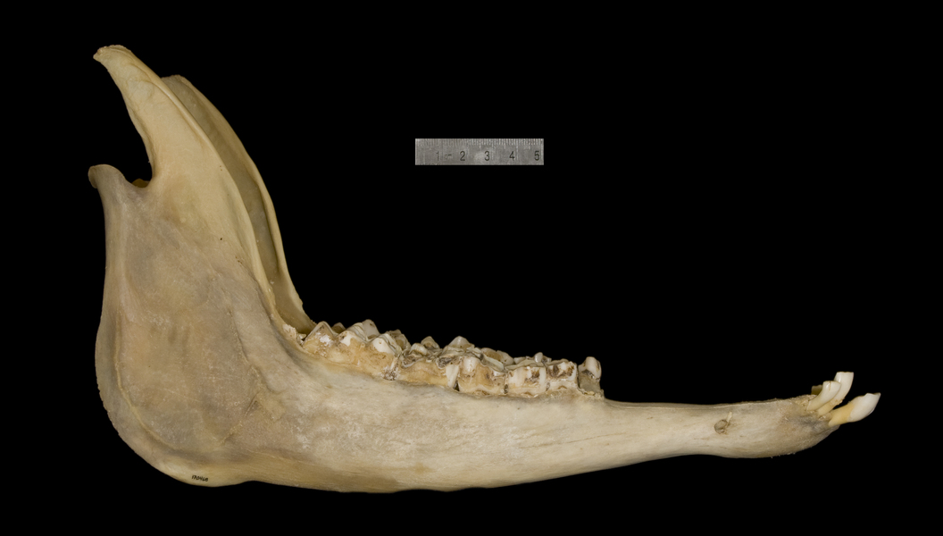 lower_lateral