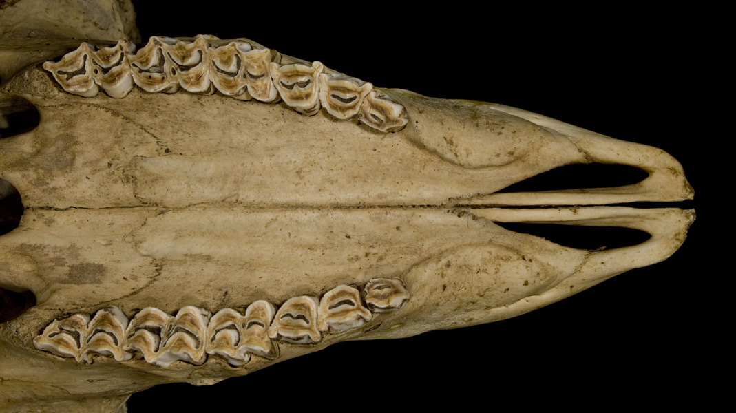 Cetartiodactyla