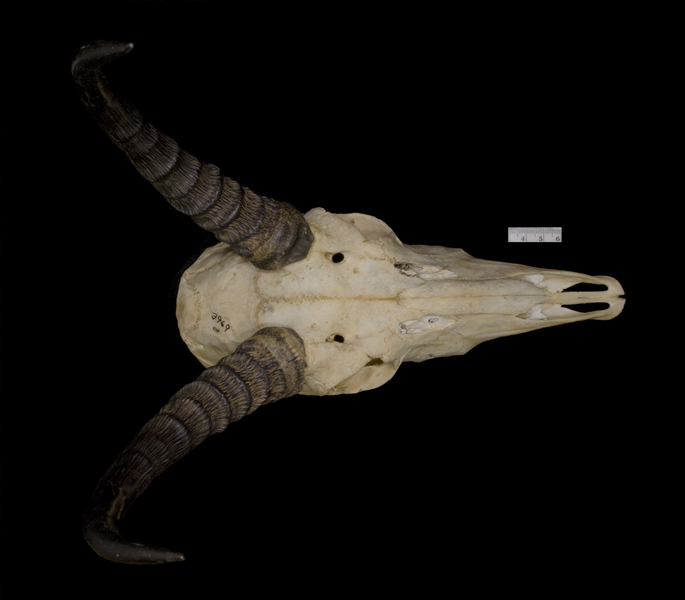 Euteleostomi