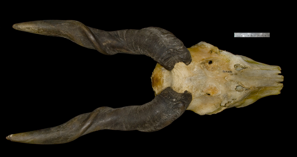 Craniata