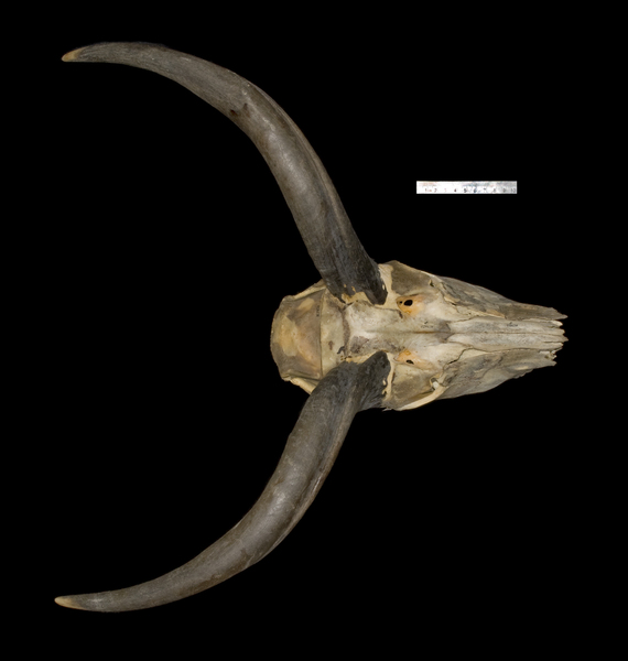 Deuterostomia