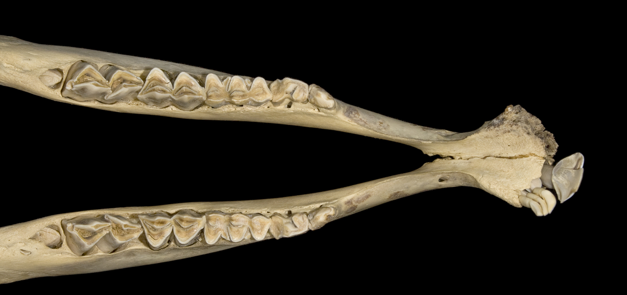 Vertebrata