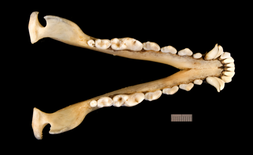 Euteleostomi