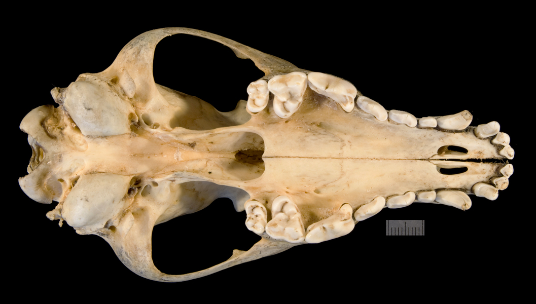 Craniata