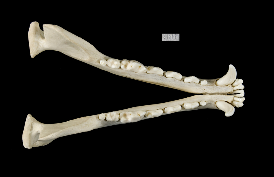 Lycalopex