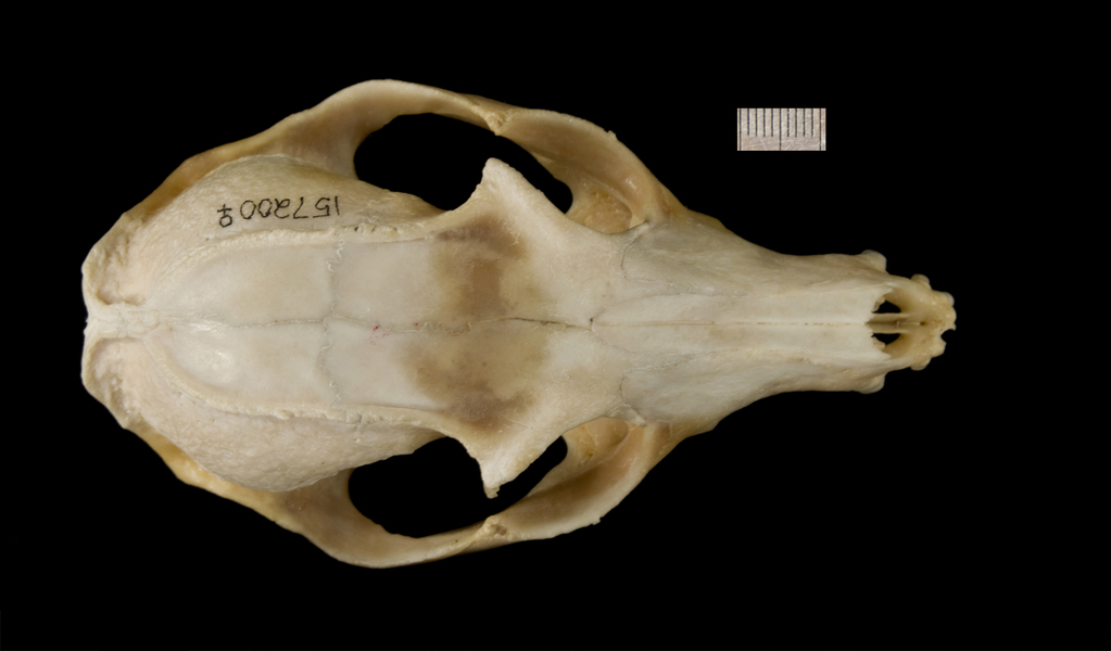 Craniata