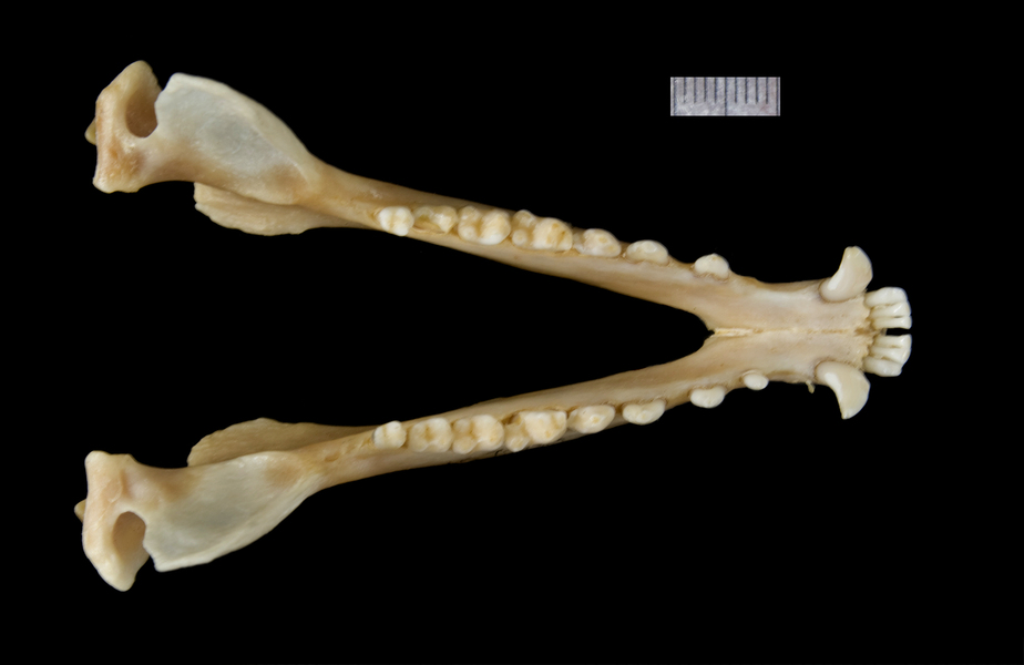 lower_dorsal