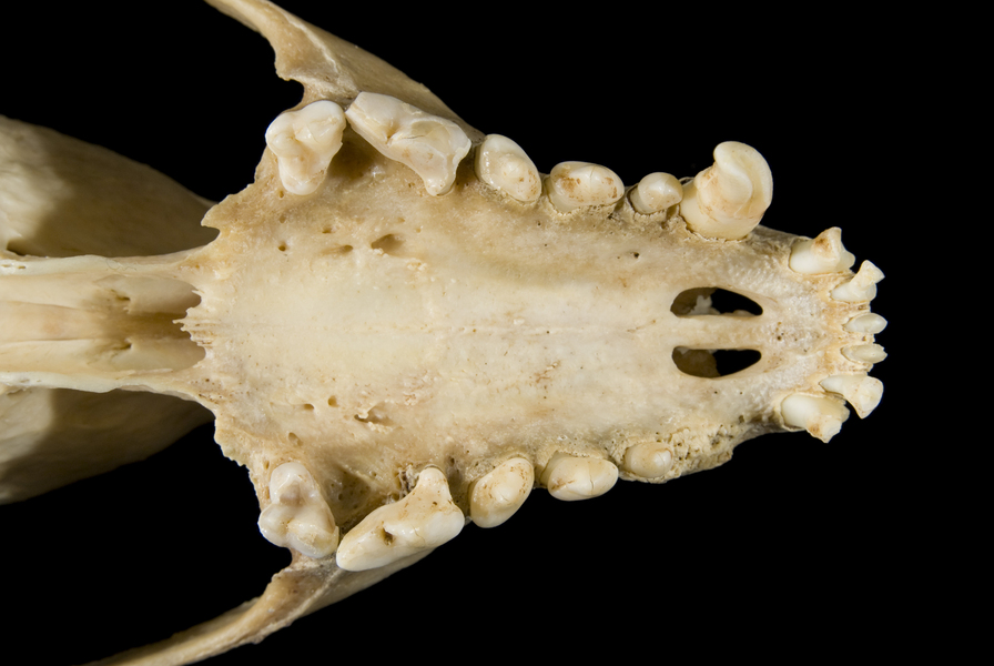 Craniata