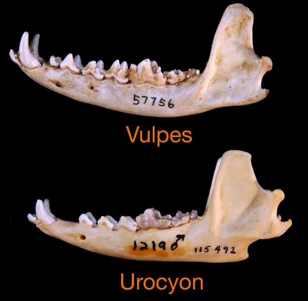 Eumetazoa