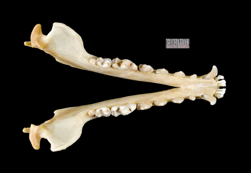 lower_dorsal