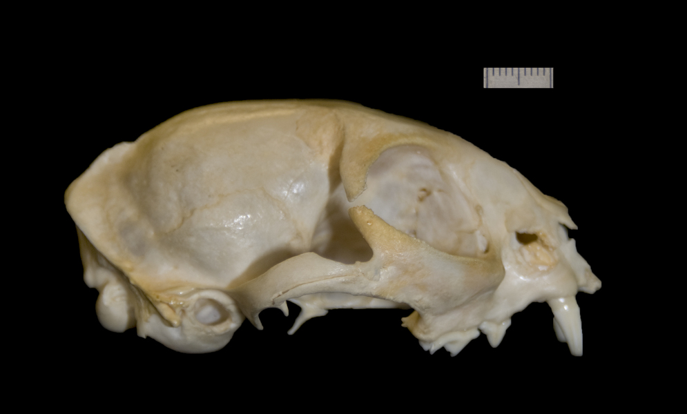 Craniata