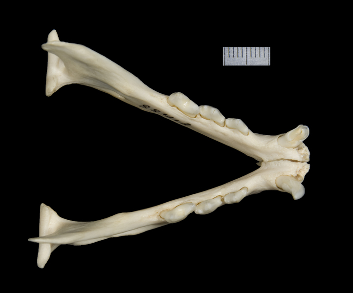 lower_dorsal