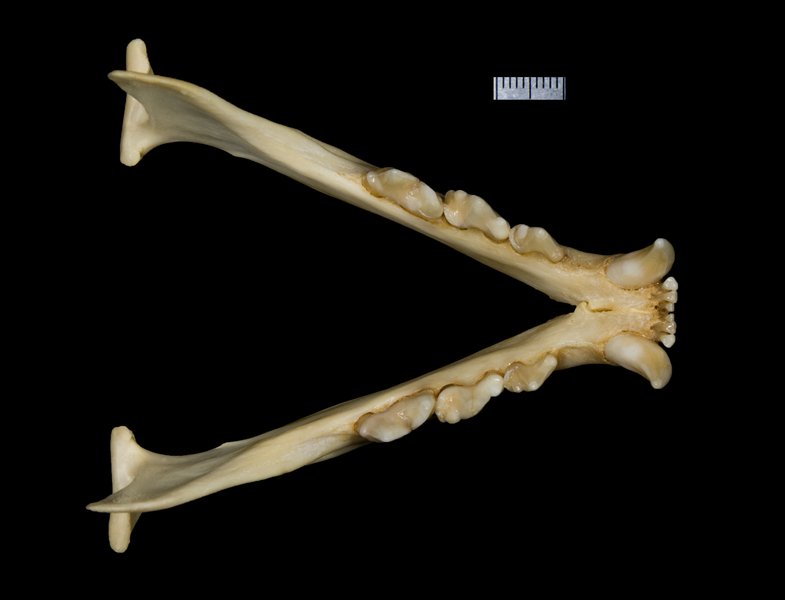 lower_dorsal