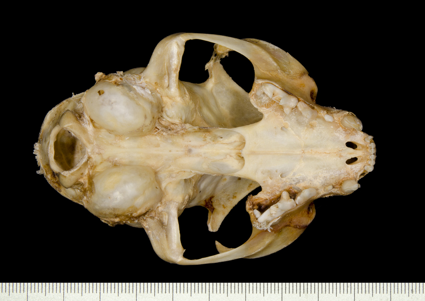 Craniata