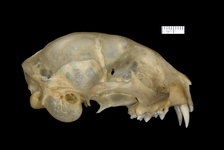 Craniata