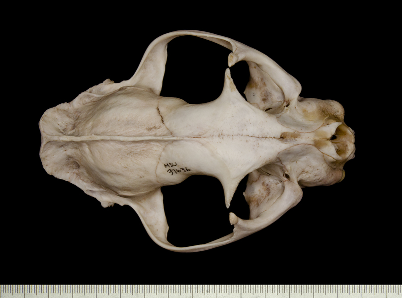 dorsal5469