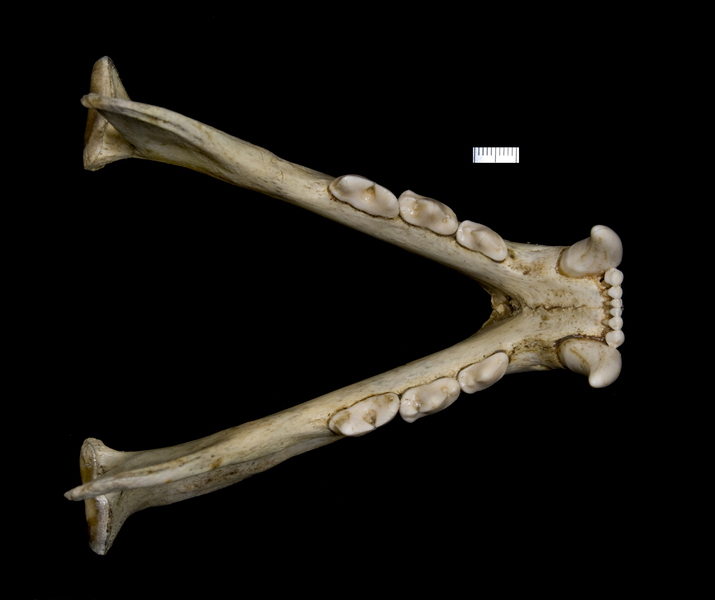 lower_dorsal