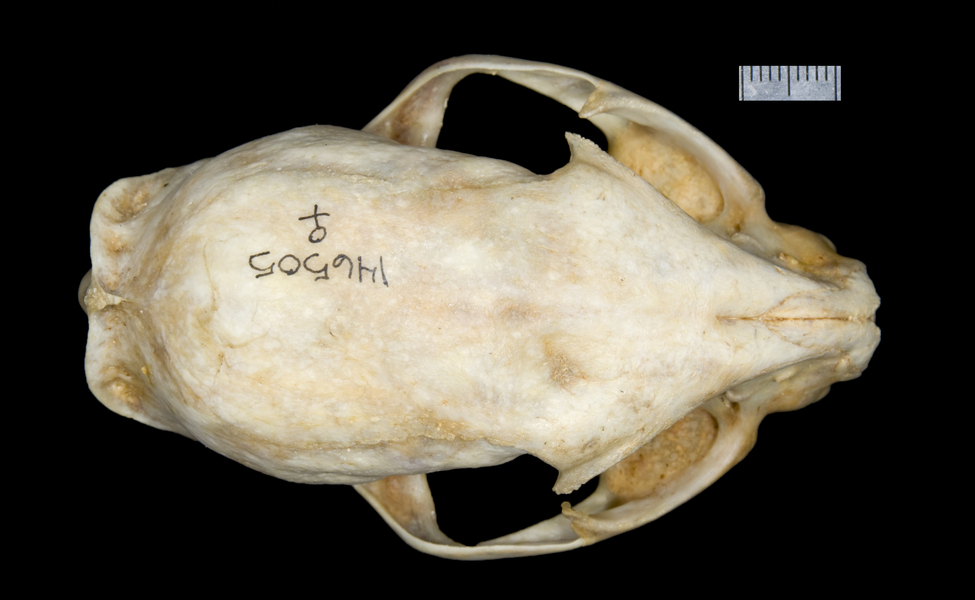 Craniata