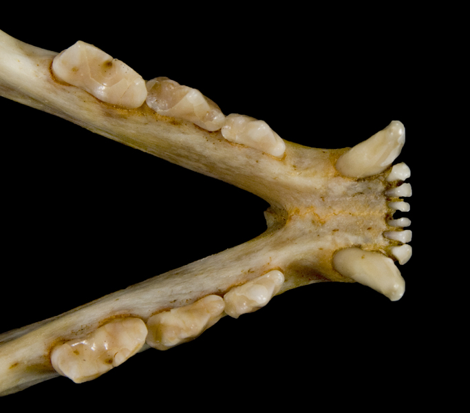 Craniata