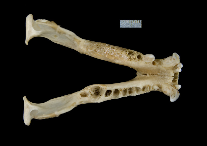 lower_dorsal