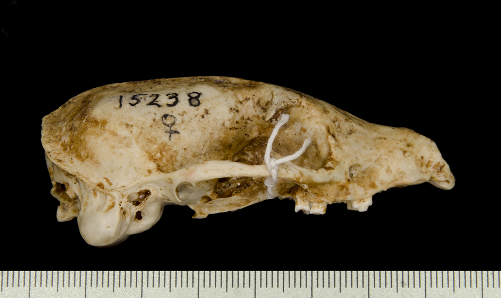 Craniata